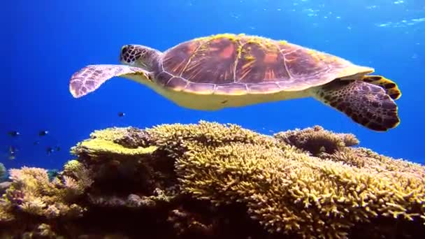 Yeşil Kaplumbağanın Mavi Okyanus Suyunda Mercan Kayalıklarında Yüzüşü — Stok video