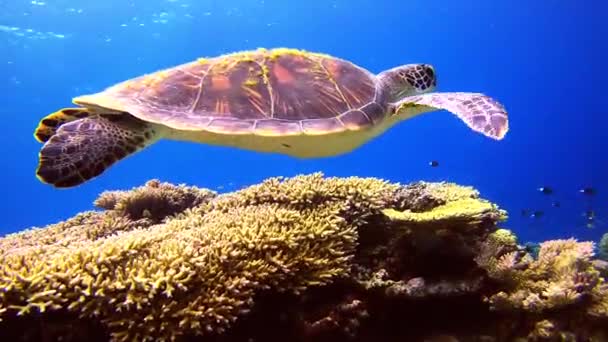 Close Green Turtle Swimming Peacefully Blue Ocean Water Reef — Stock Video