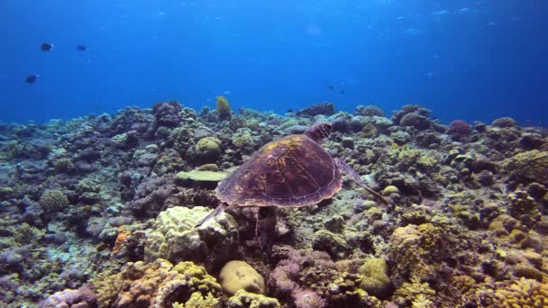 日本冲绳绿龟在五彩斑斓的珊瑚礁上游动时的全身特写 — 图库视频影像
