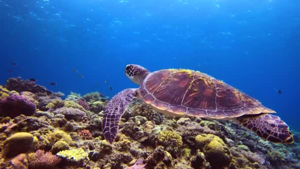 Close Tartaruga Verde Nuotare Sulla Colorata Barriera Corallina Con Scuola — Video Stock