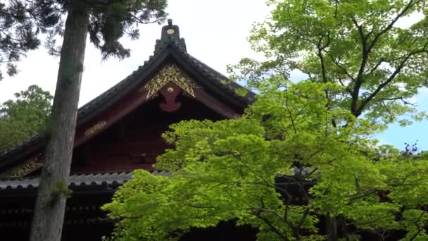 Templo Del Santuario Toshogu Nikko Japón Con Árbol Primer Plano — Vídeos de Stock