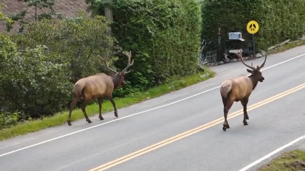 Elk Dengan Tanduk Jalan Kota Kecil Kanada — Stok Video