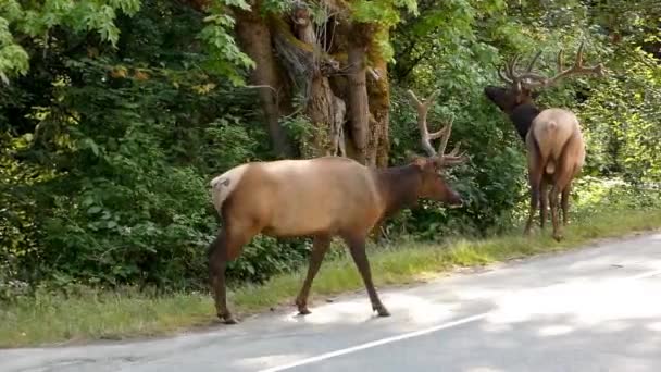 Elk บหนามบนถนนในเม องเล แคนาดา — วีดีโอสต็อก