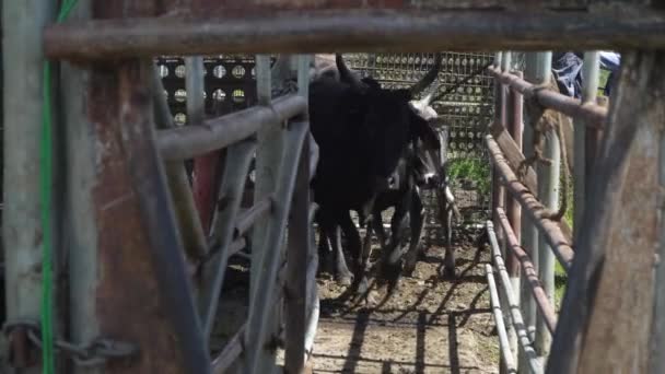 Vache Boucherie Noire Avec Cornes Descend Une Chute Bétail Vers — Video