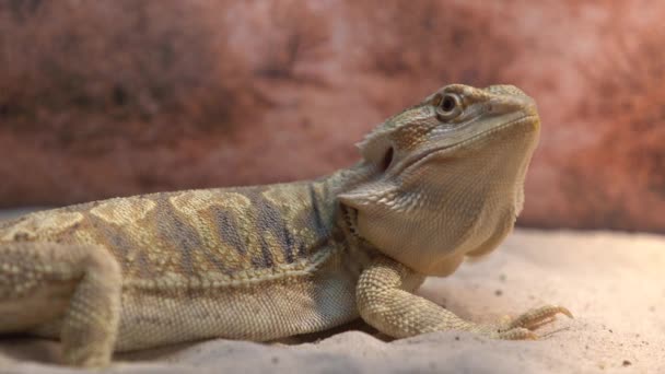 Vídeo Dragón Barbudo Con Detalles Cerca Sus Rasgos Faciales Textura — Vídeo de stock