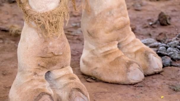 Close Shot Camels Foot — Stock Video