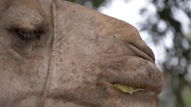 Feche Tiro Câmera Lenta Uma Boca Camelos Mastigando Seu Cud — Vídeo de Stock