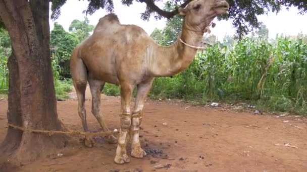 Большой Дромадерный Верблюд Привязанный Манговому Дереву Сельской Африке — стоковое видео