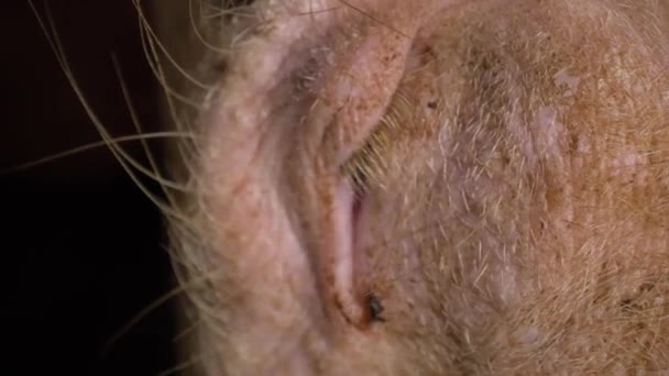 Close Shot Pigs Eye Drifts Our Sleep — Stock Video