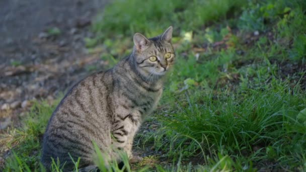 Gato Joven Está Mirando Alrededor — Vídeos de Stock