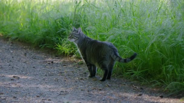 Young Cat Curious Walking — Stock Video