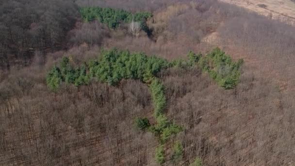 Uitzicht Vanuit Lucht Een Bos Met Altijd Groene Pijnbomen Loofbomen — Stockvideo