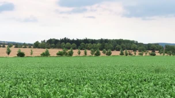 Paysage Agricole Avec Champ Plein Betteraves Sucre Dans Une Légère — Video
