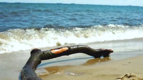 Ένα Κλαδί Απλώνεται Στην Ακτή Νερό Πλένει Δέντρο Μια Αμμώδη — Αρχείο Βίντεο