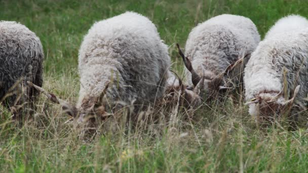 Ovelhas Com Chifres Longos Comendo Grama — Vídeo de Stock