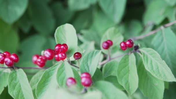 灌木上的红色小浆果 — 图库视频影像