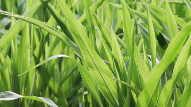 Plants Maïs Feuilles Déplaçant Dans Vent — Video