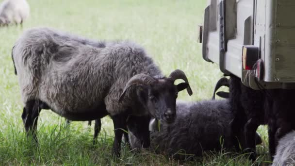 Schafe Verstecken Sich Unter Einem Wagen — Stockvideo