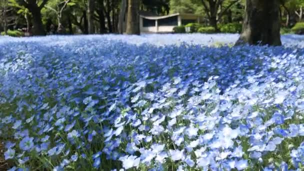 Field Blue Nemophila Flower Kék Tavaszi Virág Hibiya Park Garden — Stock videók