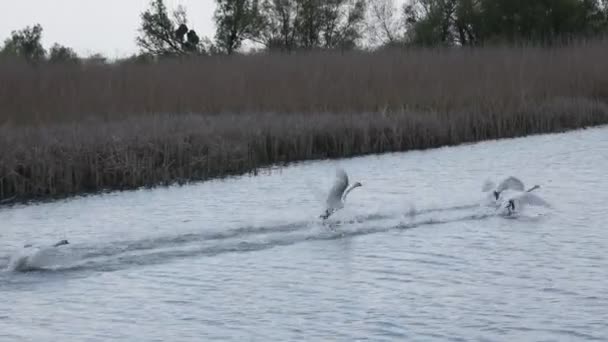 Los Cisnes Blancos Están Volando Delta Del Danubio Rumania — Vídeos de Stock