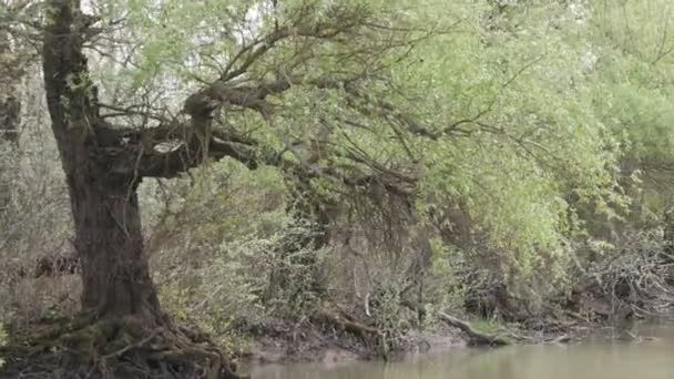 Nadar Navio Delta Danúbio Roménia Águas Nascente Altas Vegetação Exuberante — Vídeo de Stock