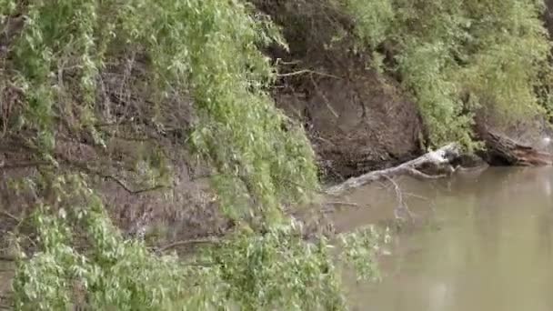 Las Pequeñas Garzas Blancas Despegan Delta Del Danubio Rumania Aguas — Vídeos de Stock