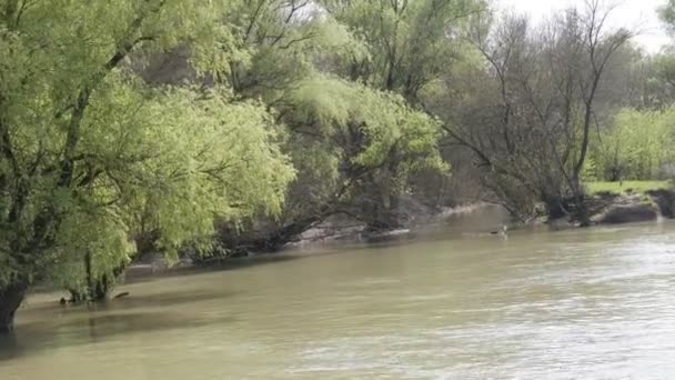 Nadar Barco Delta Del Danubio Rumania Aguas Altas Manantial Vegetación — Vídeo de stock