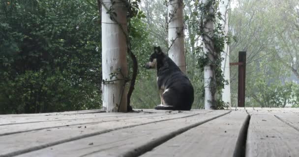 Маленькая Собака Смотрящая Камеру Растягивается Деревянной Палубе Низко Неподвижно — стоковое видео