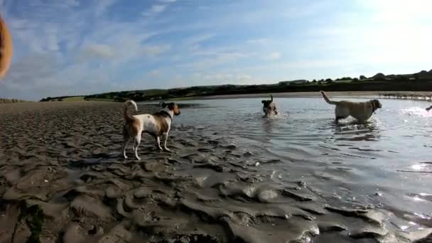 Psi Hrají Vodě Nízký Úhel Zavřít — Stock video