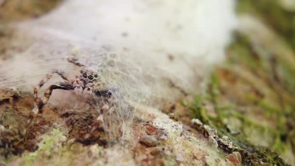 Brązowe Salticidae Skoki Pająk Czeka Wewnątrz Gniazda Gałęzi Drzewa — Wideo stockowe