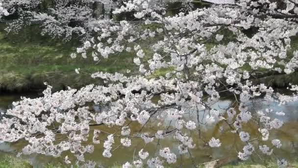 운하가 Plum Ume Flower 낮에는 사쿠라 만발하는 운하가 후쿠시마 아레아 — 비디오