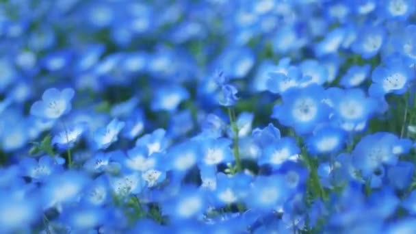 Primer Plano Zoom Blue Nemophila Flower Blue Spring Flower Azul — Vídeos de Stock