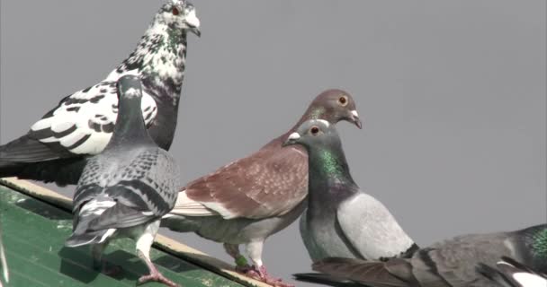 Pigeons Voyageurs Insolites Perchés Sur Toit Banlieue Gros Plan — Video