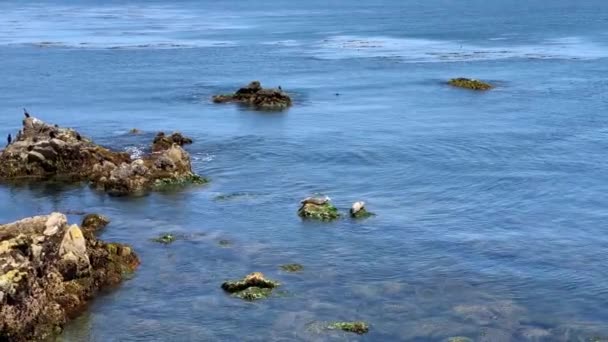 Schattige Zeehond Een Rots Monterey Bay Californië — Stockvideo