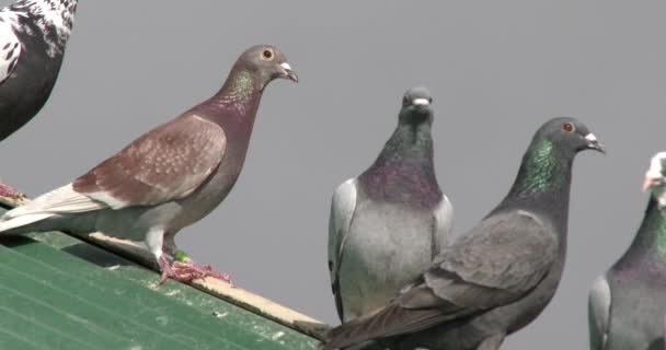 Close Van Vliegduiven Het Dak Van Hun Hok — Stockvideo