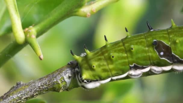Μάκρο Τηγάνι Πράσινο Κάμπια Αργά Instar Orchard Swallowtail Πεταλούδα — Αρχείο Βίντεο