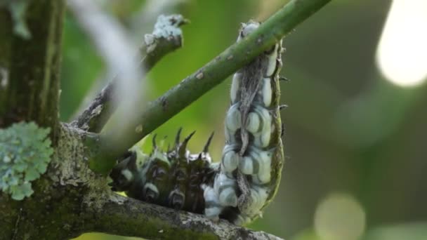 Undersiden Frugtplantage Svalehale Sommerfugl Larve Tidlig Fase – Stock-video