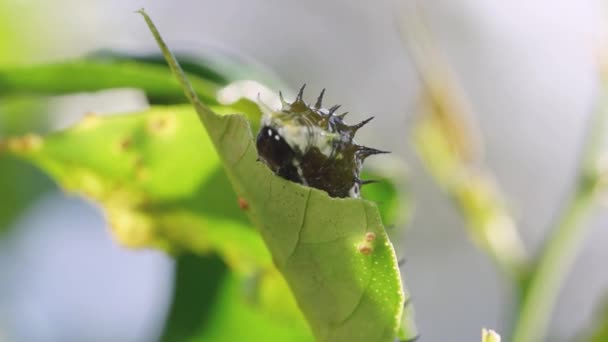 パピロ エーゲウス柑橘類の木の葉を食べる初期の星の冬虫夏草 — ストック動画