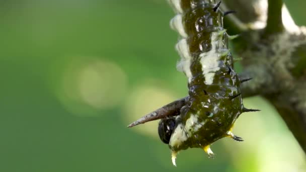 Orchard Swallowtail Butterfly Caterpillar Crawling Citrus Tree Macro — Stock Video