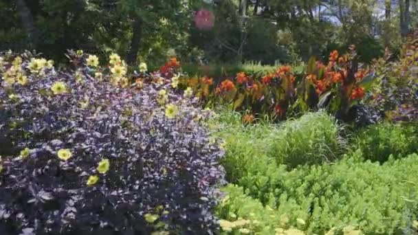 Jardín Cama Flores Jardín Botánico Melbourne Australia — Vídeos de Stock