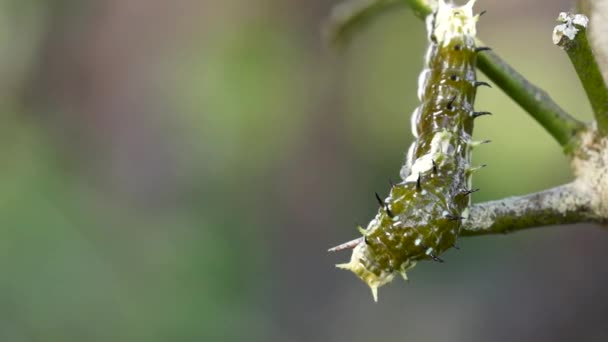 Vista Dorsal Primera Oruga Instar Sobre Limonero Papilo Aegeus — Vídeos de Stock