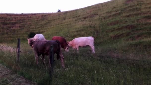 南スウェーデンの夏の終わりの夜に彼らの牧草地で互いに遊び心のある3頭の牛の広いショットを開催しました Skane — ストック動画