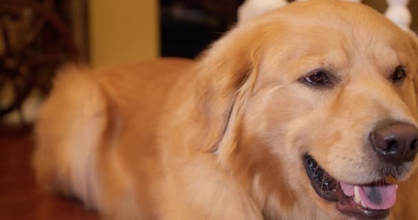 Primer Plano Del Perro Golden Retriever Acostado Suelo Casa Deslizador — Vídeos de Stock