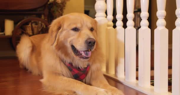 Golden Retriever Hund Mit Rotem Kopftuch Auf Dem Boden Liegend — Stockvideo