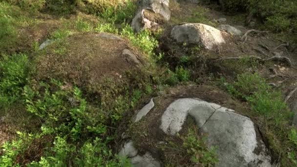 Αρχαίο Μικτό Δάσος Λίθινη Σπορά Γείρε Επάνω — Αρχείο Βίντεο