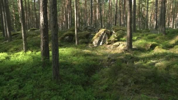 Antiga Floresta Mista Semeadura Pedra Com Lote Pedregulhos — Vídeo de Stock