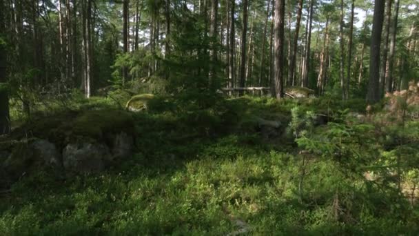 Forntida Blandskog Blåbär Och Stenblock Fallna Träd Luta Upp — Stockvideo