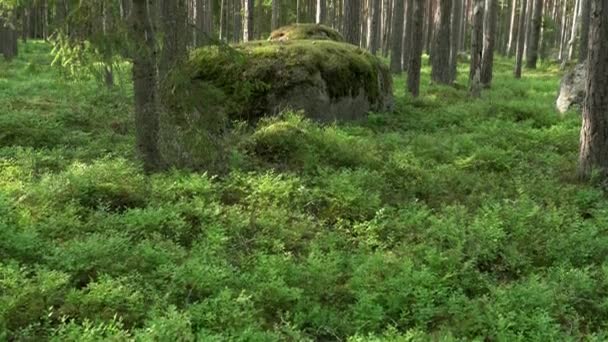 Antiga Floresta Mista Mirtilos Uma Pedra Enorme Inclina — Vídeo de Stock