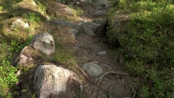 Antiguo Bosque Mixto Siembra Piedra Inclinado Hacia Arriba — Vídeos de Stock