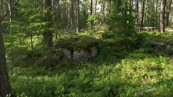 Starověký Smíšený Les Borůvky Spousta Balvanů Panoramatický Pohyb Doprava — Stock video